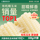 天勤粒粒净25年有机甜糯玉米9条8条新鲜糯玉米早餐代餐加热即食