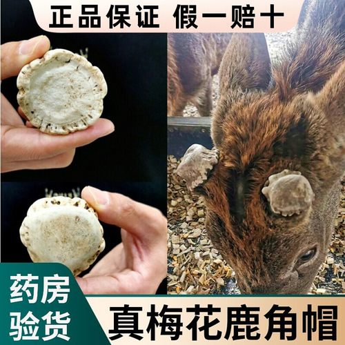 正品梅花鹿角帽粉吉林鹿乡发货