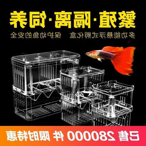 隔离孵化孔雀鱼幼鱼孵化器逃逸