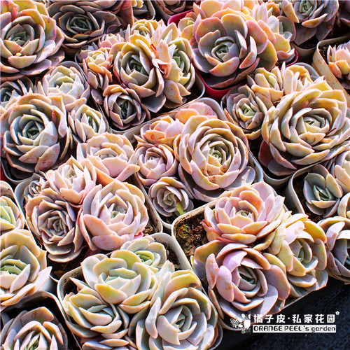 紫色多肉植物素材模板 紫色多肉植物图片下载 小麦优选