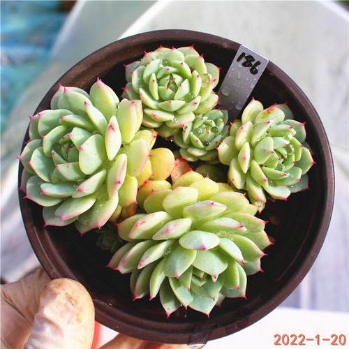静夜多肉植物价格 静夜多肉植物图片 星期三