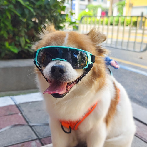 Namsan狗狗眼镜小型犬用防紫外线