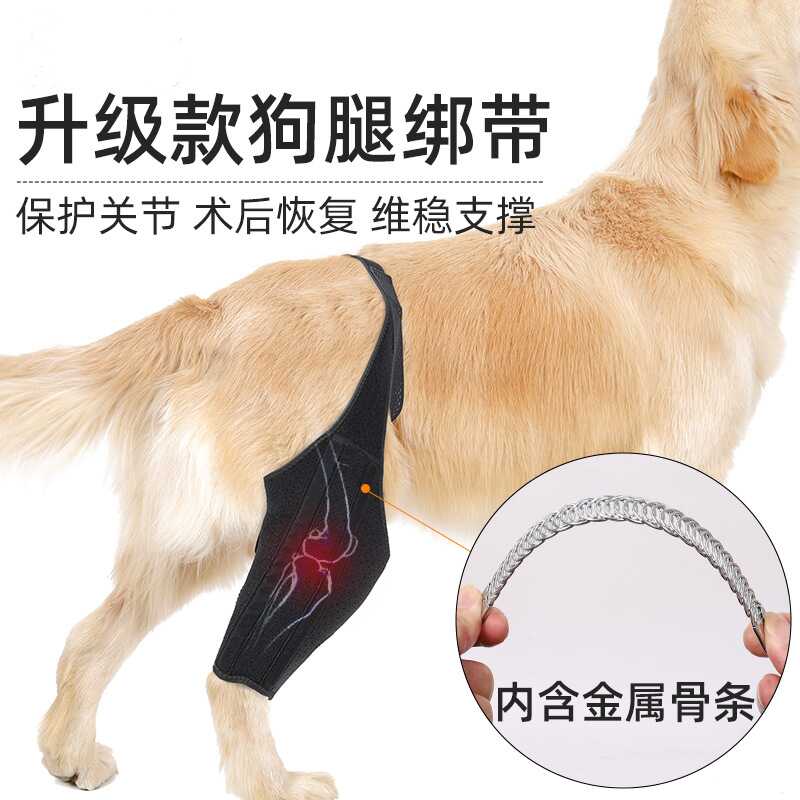 金毛泰迪柯基狗母月经姨妈生理裤