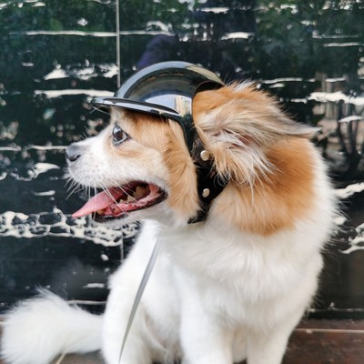 小型帽狗摩旅猫咪大型犬洞安全头盔双耳机车帽子宠物狗舒适中型用