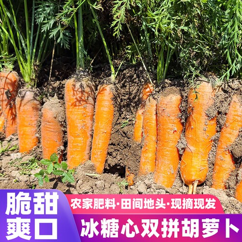 新疆胡萝卜冰糖心黄萝卜抓饭专用