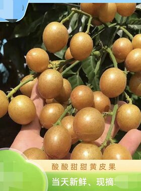 【顺丰包邮】广西特色黄皮果 纯甜/酸甜 新鲜采摘应季水果产地发
