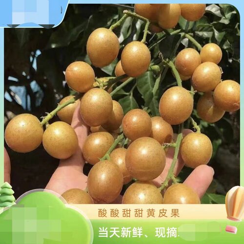 【顺丰包邮】广西特色黄皮果 纯甜/酸甜 新鲜采摘应季水果产地发