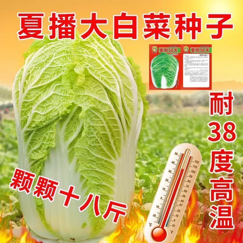 【耐热40度】夏播抗热白菜