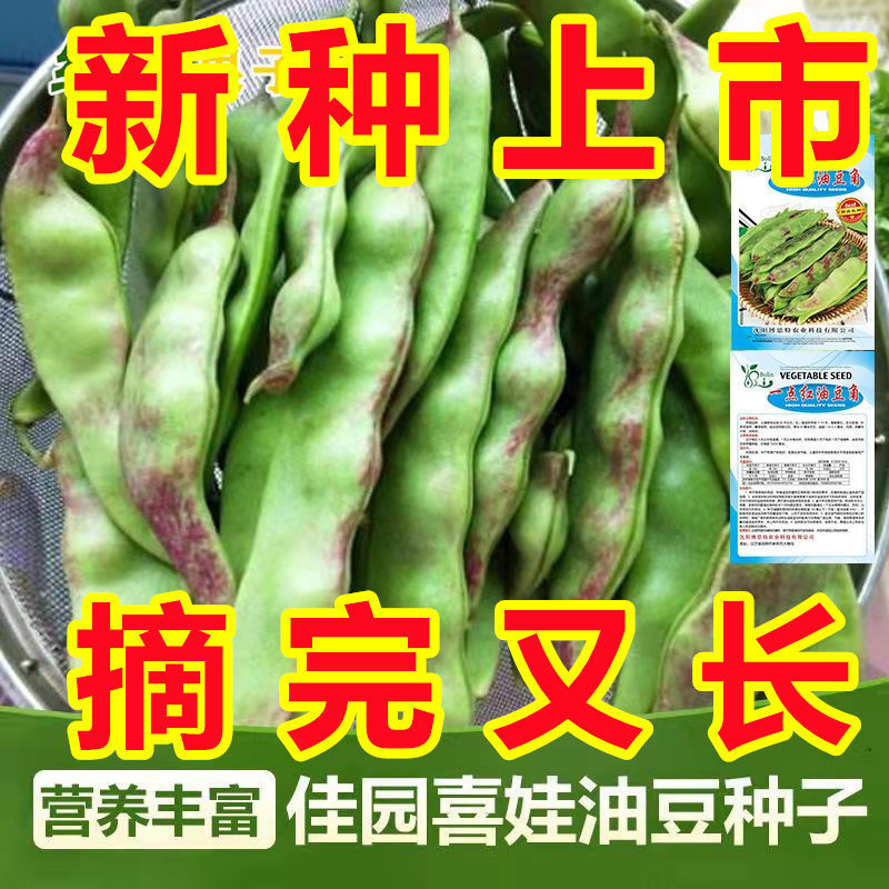 中早熟东北油豆角种子春图片