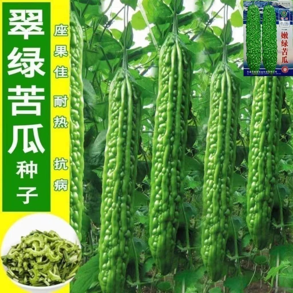 翠绿苦瓜种子早熟高产疙瘩绿长绿苦瓜籽四季农家易种抗病蔬菜种子