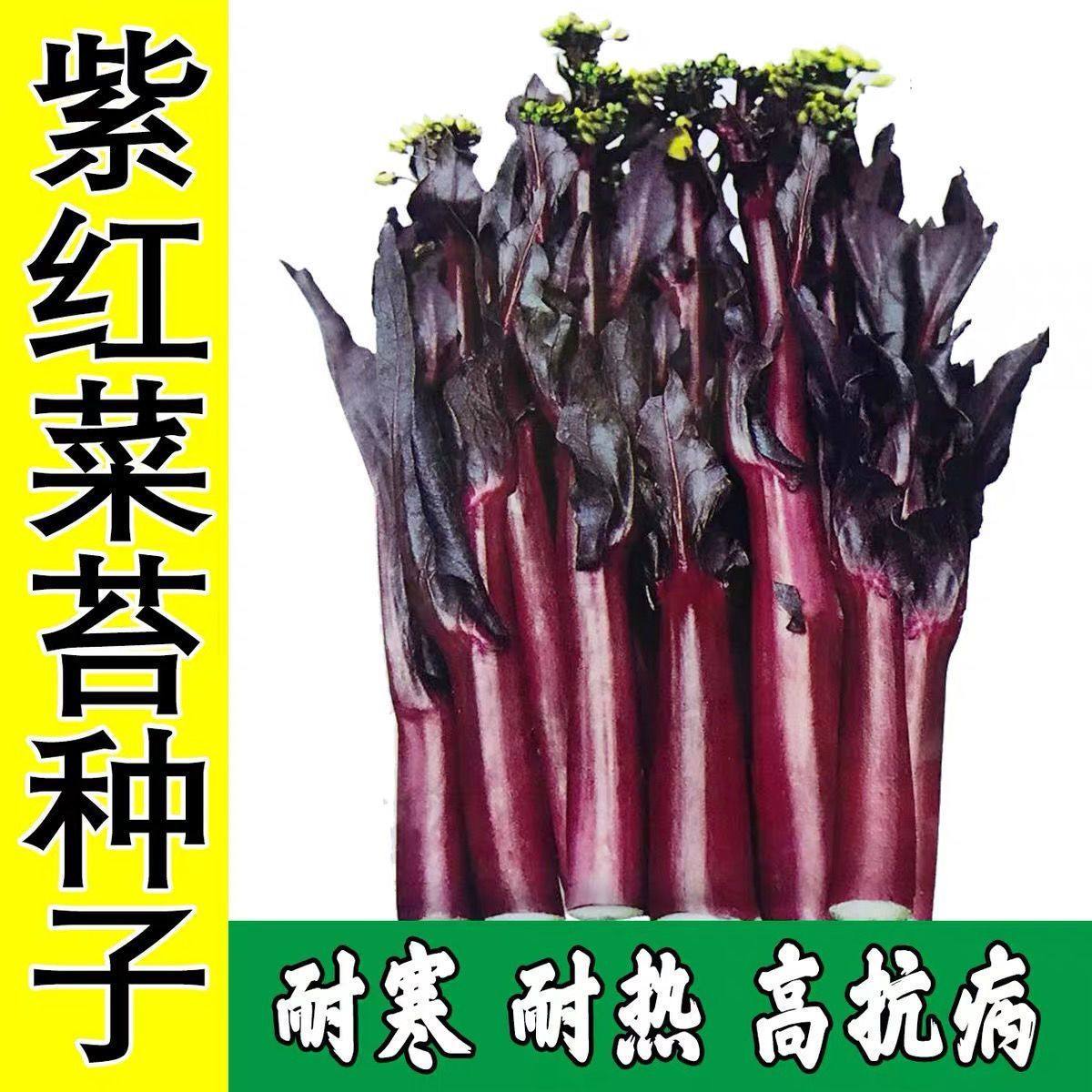红菜苔种子红菜心正宗洪山菜苔种籽耐寒抗冻阳台盆栽过冬蔬菜种孑