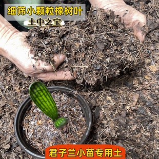 君子兰小苗营养配方土过筛腐叶碎土细土腐熟橡树叶松针炭粒约5斤