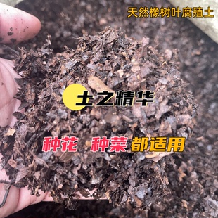 种花种菜通用蔬菜花卉腐叶营养土橡树叶发酵腐熟小颗粒腐殖土酸性
