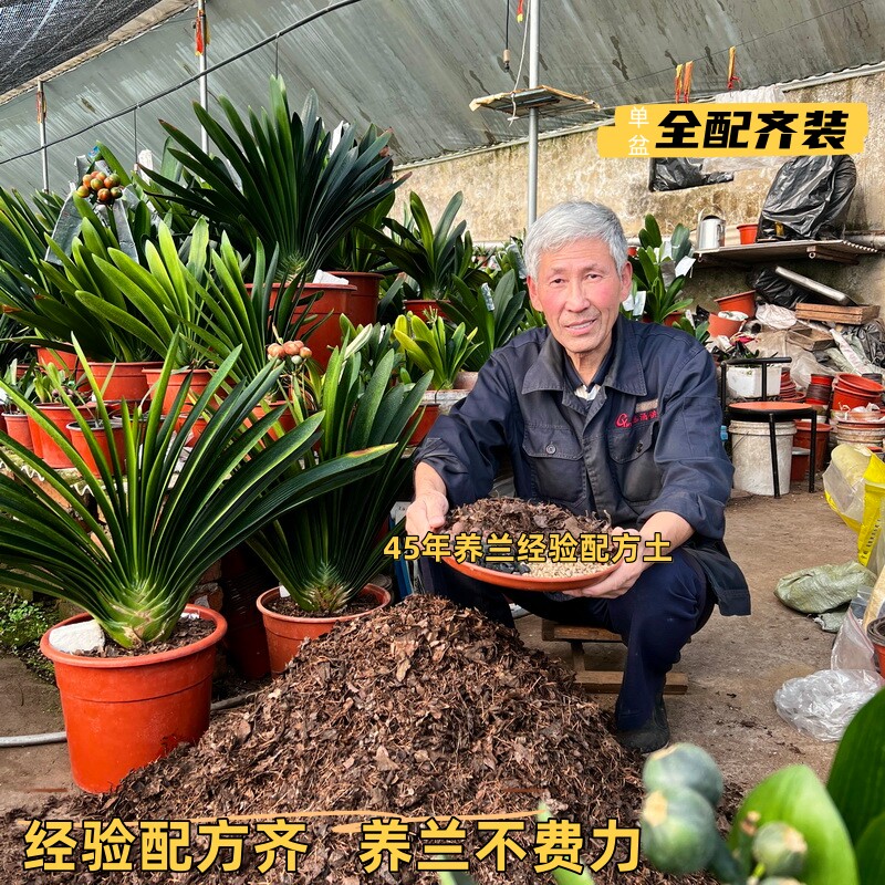 简单养好兰单盆全配齐装君子兰专用营养配方土腐叶土营养颗粒全套