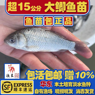 江苏本地大规格鲫鱼苗工程鲫中科三号中科五号湘云鲫淡水养殖活体