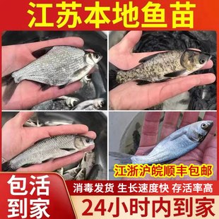 江苏草鱼螺蛳青鱼花鲢白鲢鳊鱼鲫鱼四大家鱼活体食用淡水养殖鱼苗