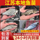 江苏草鱼螺蛳青鱼花鲢白鲢鳊鱼鲫鱼四大家鱼活体食用淡水养殖鱼苗