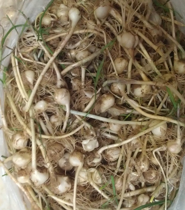 东北新鲜现挖野生小根蒜山野菜小蒜 野葱山蒜500g