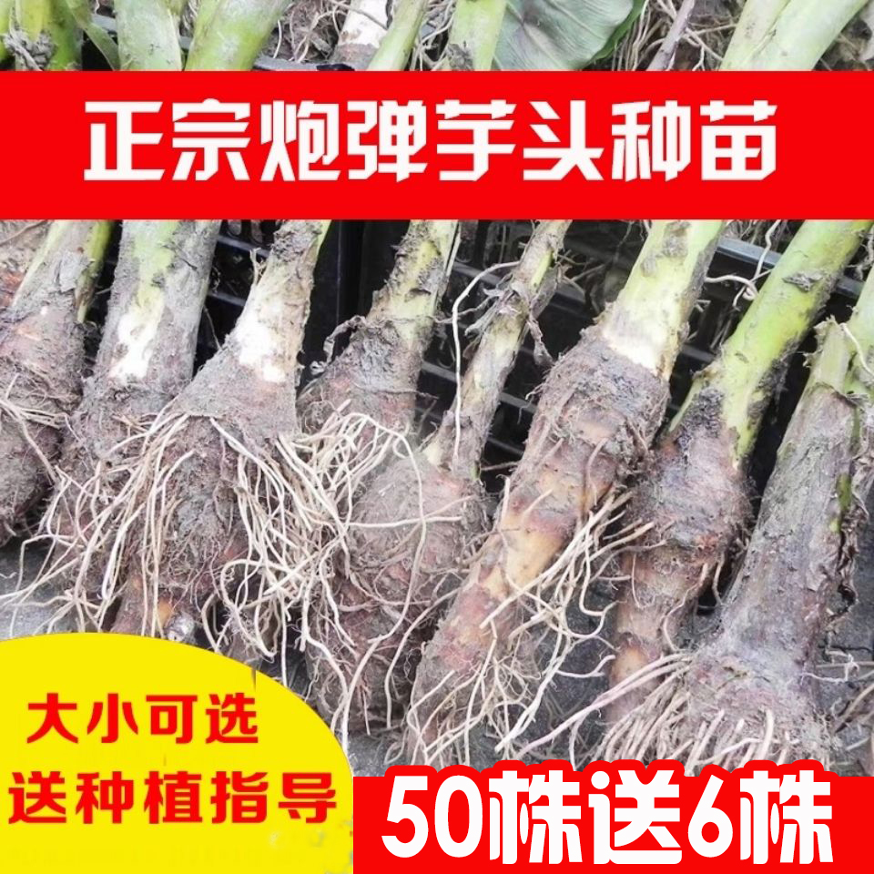 炮弹芋头乐昌张溪韶关槟榔