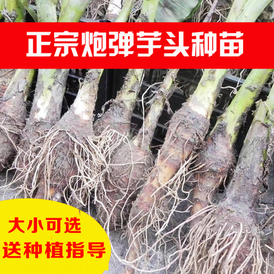 现挖正宗乐昌炮弹芋头种苗斤装