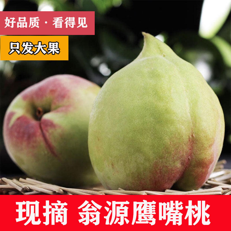 正宗翁源鹰嘴桃脆甜现摘现发应季水果广东韶关桃子水蜜桃大果特级
