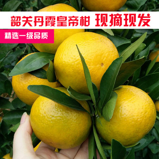 广东韶关贡柑仁化黄坑皇帝柑大果新鲜水果橘子桔子柑橘应季水果甜
