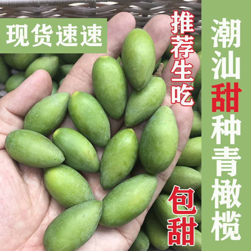 正宗金灶甜种青橄榄500g潮汕橄榄新鲜脆甜回甘无渣孕妇水果可生吃
