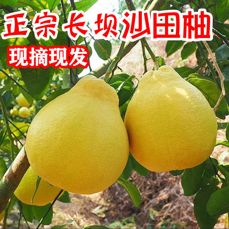 现摘新鲜水果长坝沙田柚