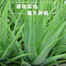 可用美容祛斑灌肤非常容易芦荟