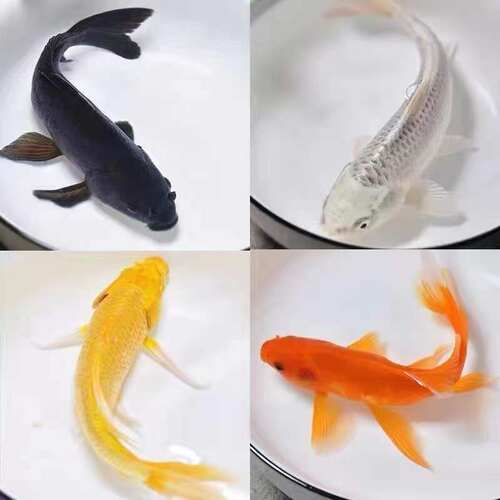 好养耐活火鲤观赏鱼锦鲤淡水鱼