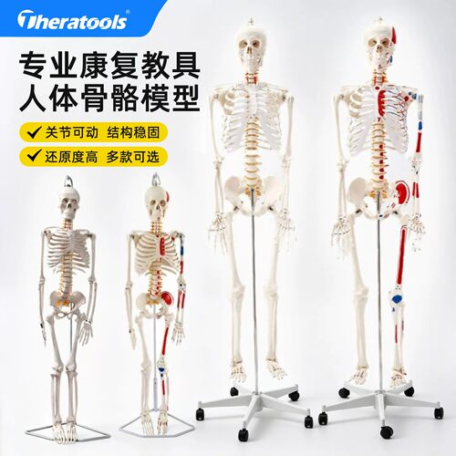 人体骨骼模型4585180CM全身
