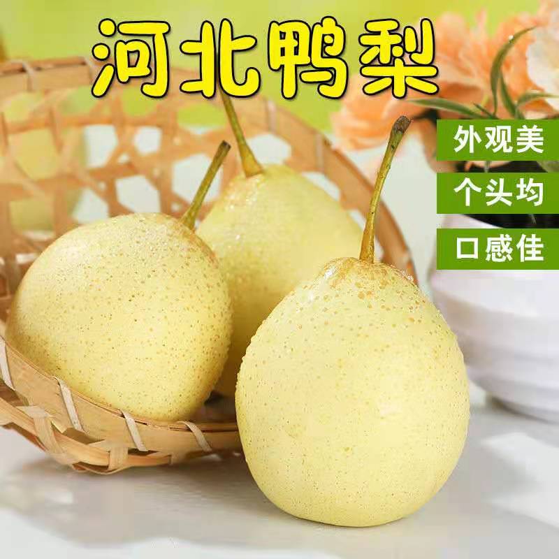 河北正宗5斤包邮现摘新鲜鸭梨
