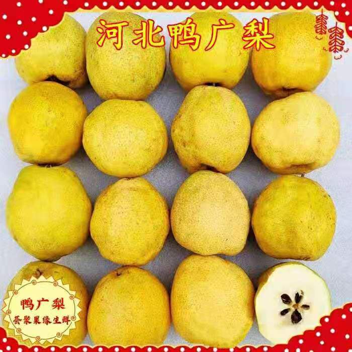 河北梨渣子疙瘩鸭儿稀有新鲜水果