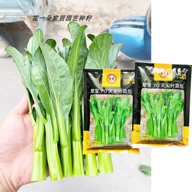 正源翠宝70天尖叶菜心种籽抗病迟熟甜脆油绿80天菜苔种子包邮