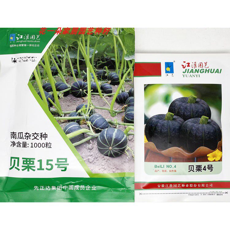 江淮园艺贝栗15号贝栗4号贝贝南瓜种籽粉甜黑亮日本贝贝小南瓜种