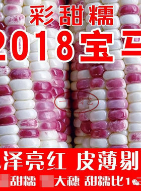 彩甜糯玉米玉米种晓富大棒非转