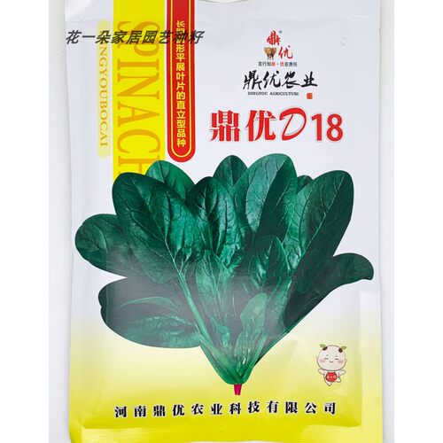 鼎优黑圆叶菠菜种抗病直立