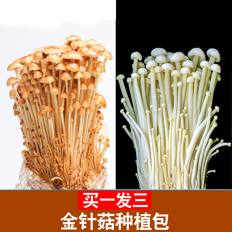 金针菇菌种 菌包 家庭种植食用蘑菇菌包平菇香菇菌种种植包菌菇包