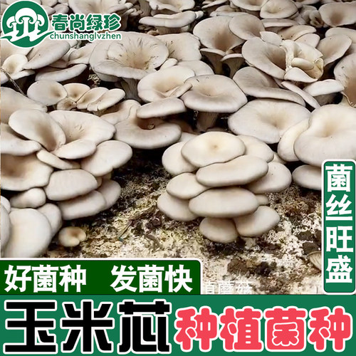 玉米芯棒种植蘑菇菌种栽培家庭养殖食用平菇猴头接种DIY三级基地