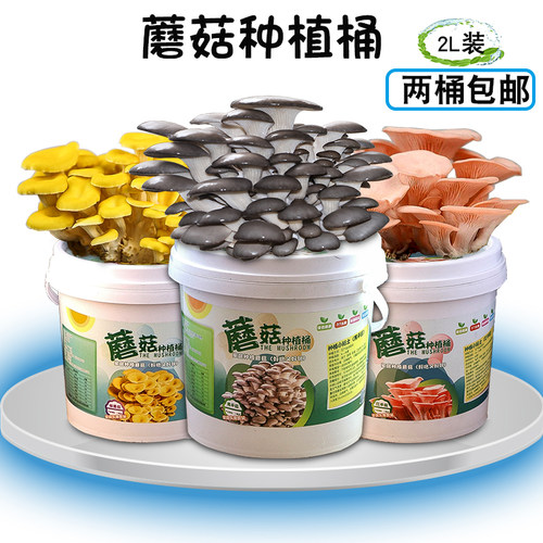 桶装含盆diy桶装蘑菇种植包