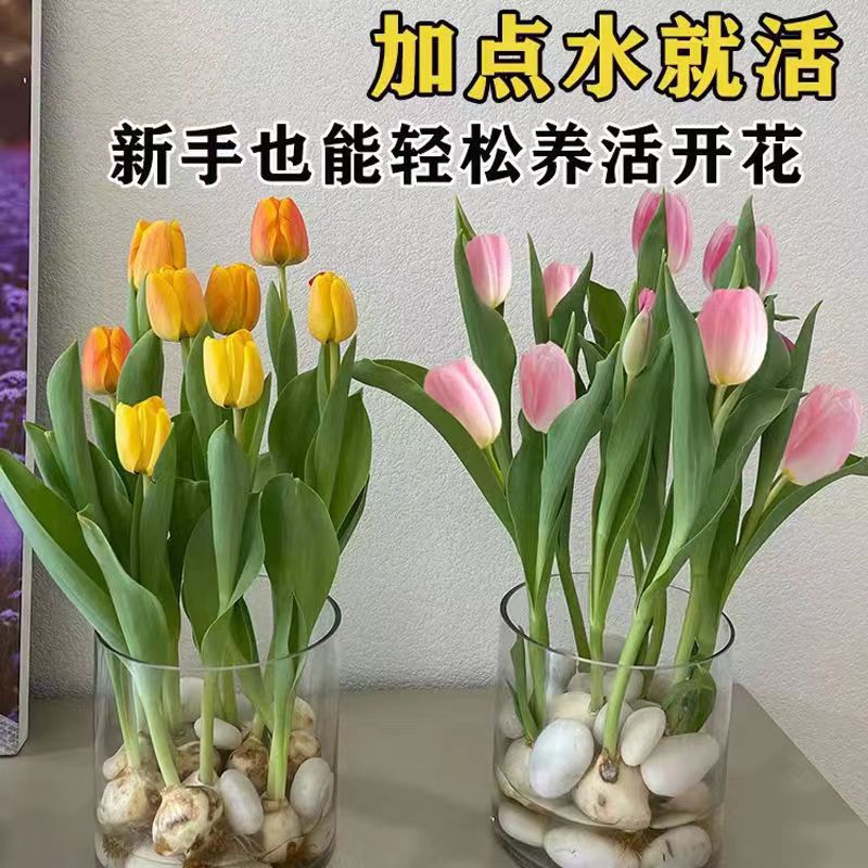 荷兰郁金香大种球水培水养耐寒花卉种子室内阳台好养植物当年开花