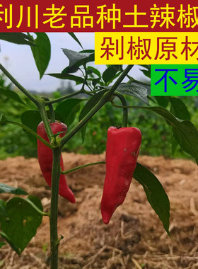 利川老品种新鲜土红辣椒 现摘海椒辣子农家自种剁椒糟海椒原材料