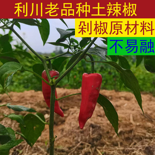利川老品种新鲜土红辣椒 现摘海椒辣子农家自种剁椒糟海椒原材料