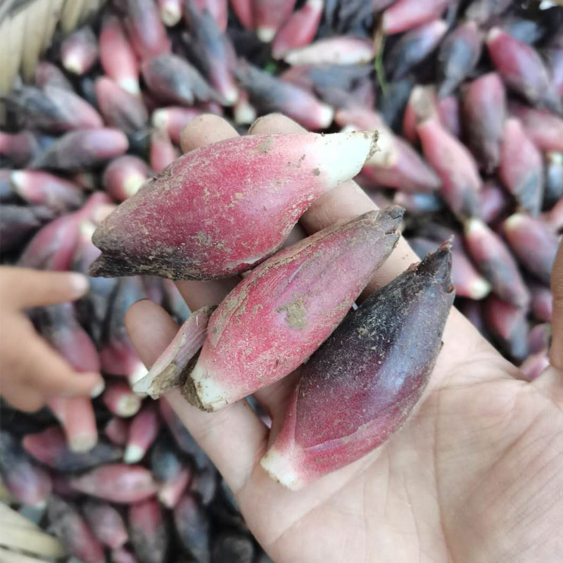 恩施野菜野生现掰阳荷姜新鲜茗荷洋河洋合盐荷野良姜洋火洋霍2斤图片