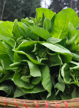 湖北恩施富硒露天农家新鲜应季蔬菜绿色大白菜苔黄芽菜包心青菜苔