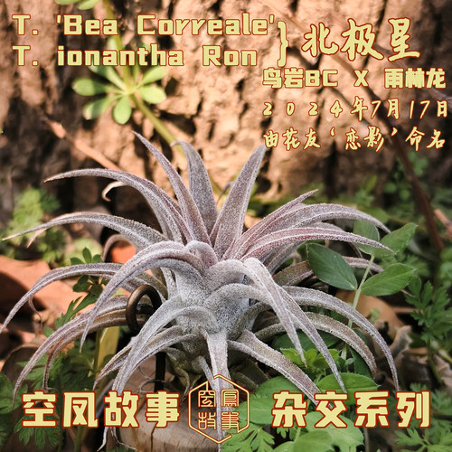 空气凤梨北极星｜鸟岩BC×雨林龙 空凤故事自育实生杂交