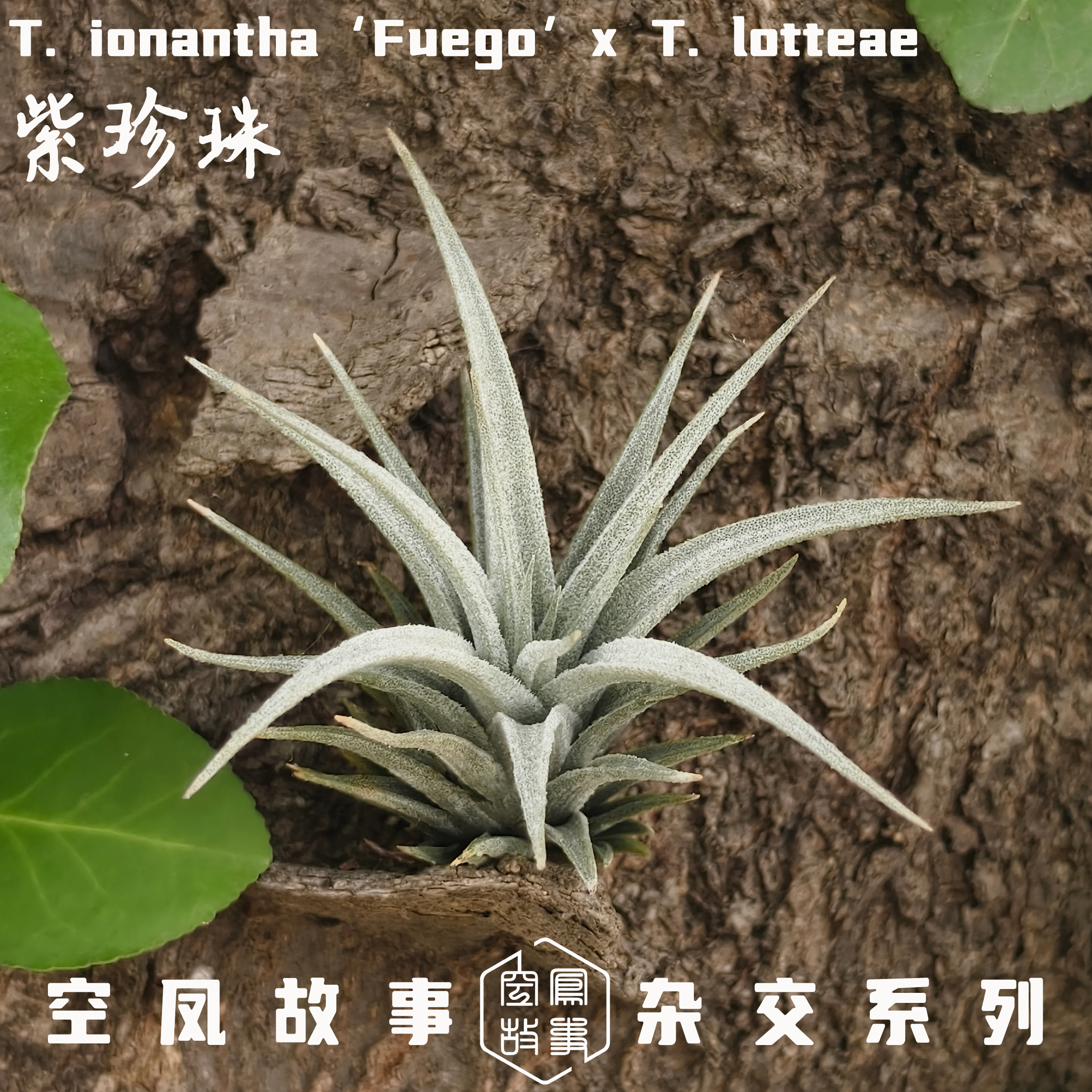 空气凤梨 紫珍珠｜福果 x 乐透 空凤故事自杂品种 室内绿植