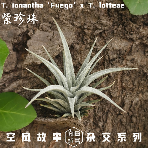 紫珍珠｜福果 x 乐透 空凤故事自杂品种 室内绿植空气凤梨