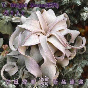 湾湾影月RR精品杂交室内绿植美观奇花异草园艺空凤故事空气凤梨