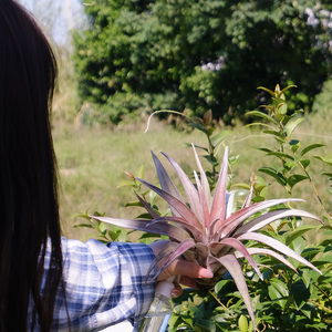 空凤故事巨型香槟红色美观植物奇特易发色空气凤梨